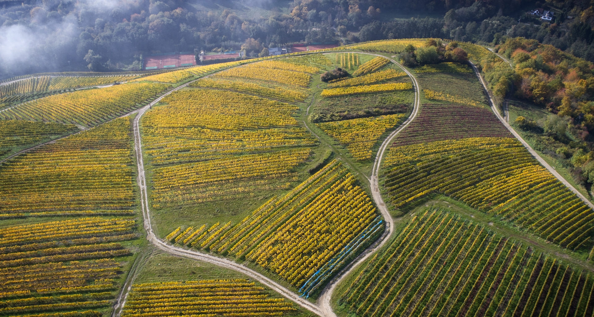 Vue aérienne d’un vignoble illustrant l’univers visuel de CAVI Group, spécialiste du packaging viticole et technique