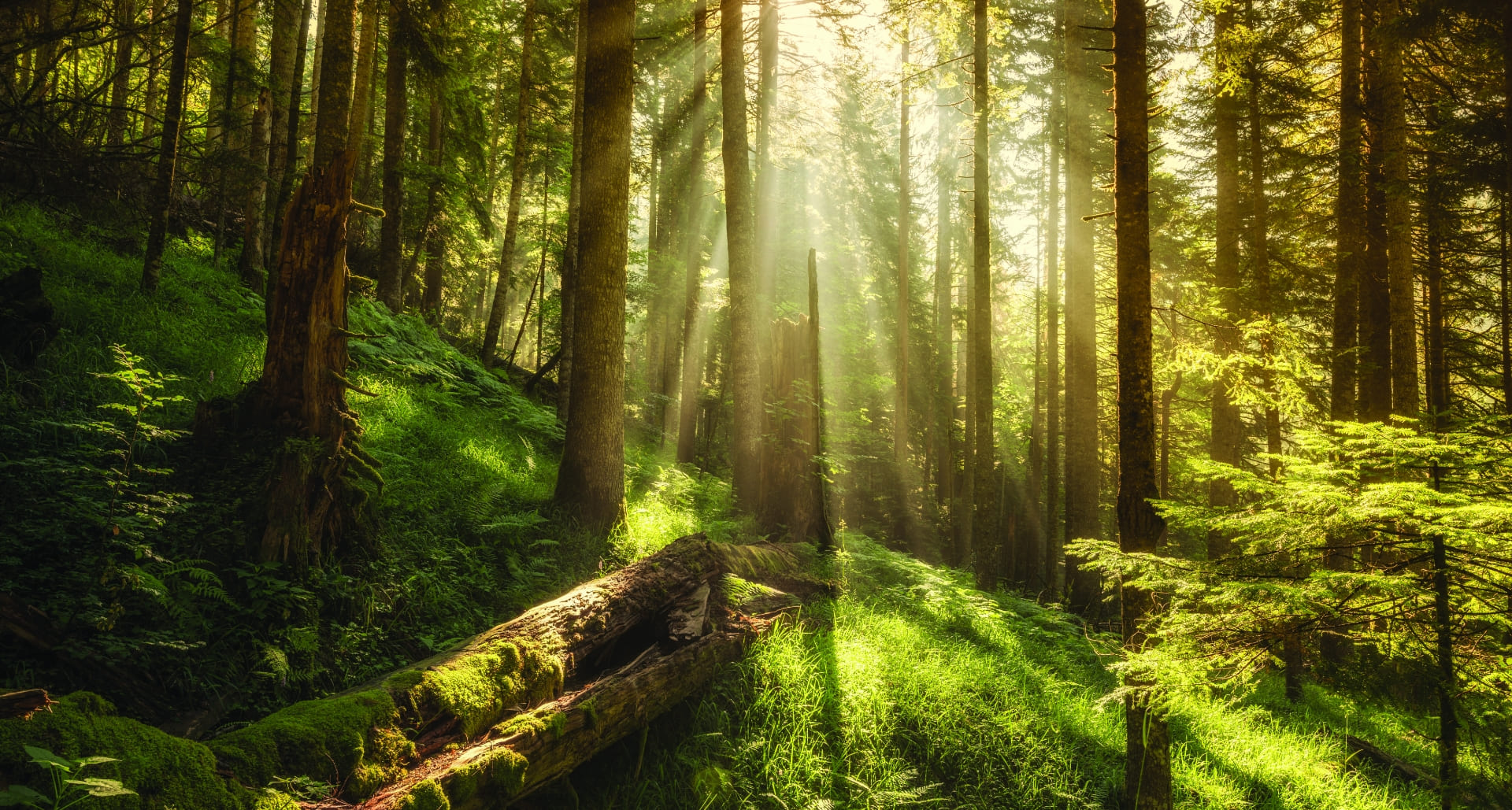 Forêt illustrant l’univers Ardante, identité de marque autour de l’énergie bois et du respect des ressources naturelles