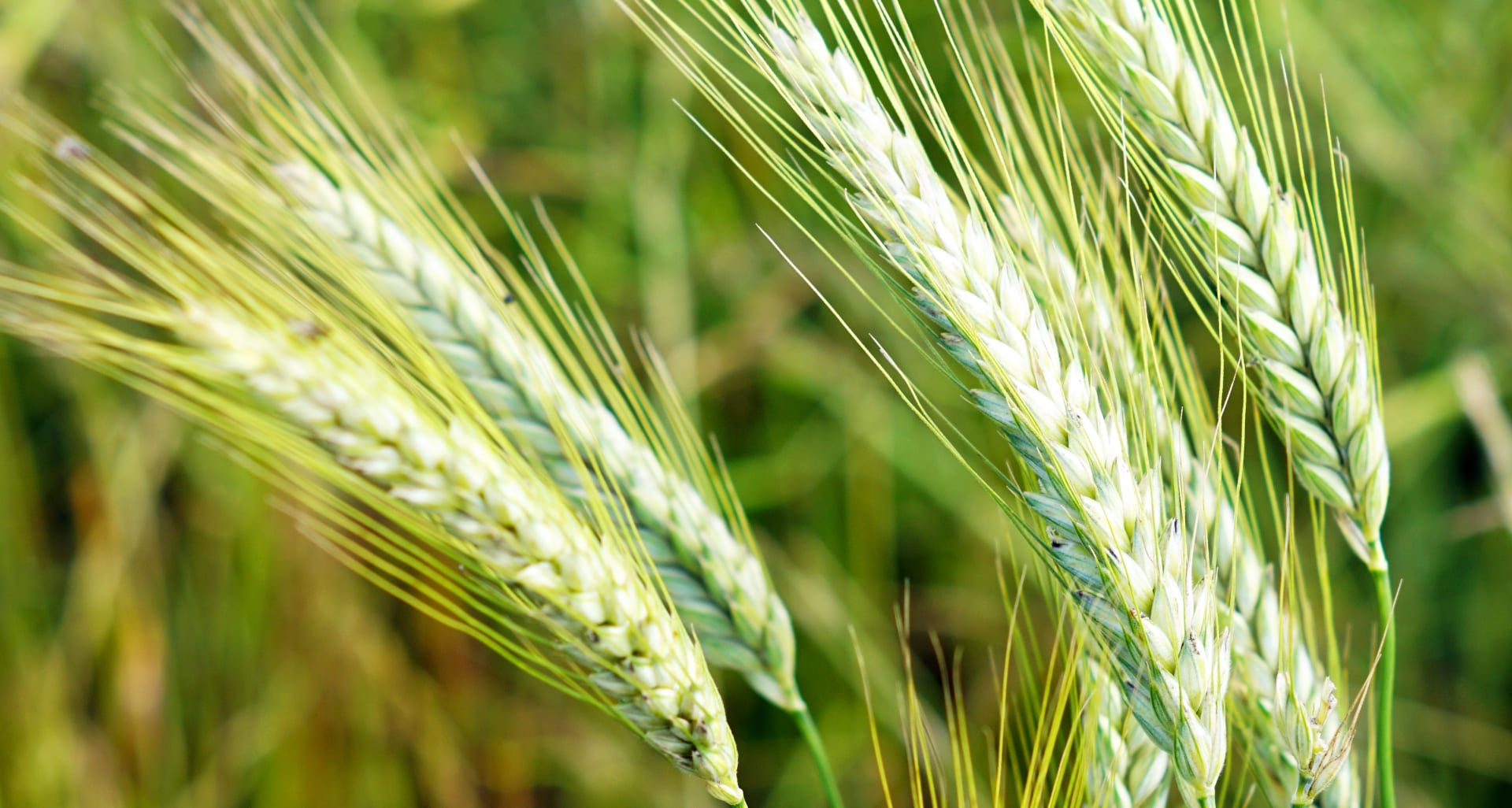 Champ de céréales illustrant l’univers visuel naturel de Botdefoin, producteur d’expériences agricoles modernes