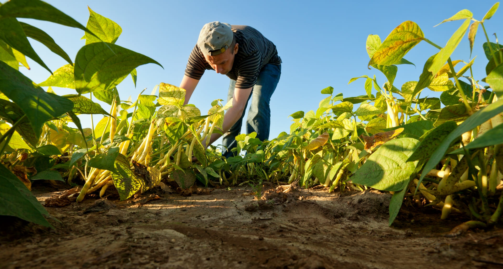 Image d’ouverture représentant un agriculteur au travail, symbolisant l’action territoriale des Chambres d’Agriculture