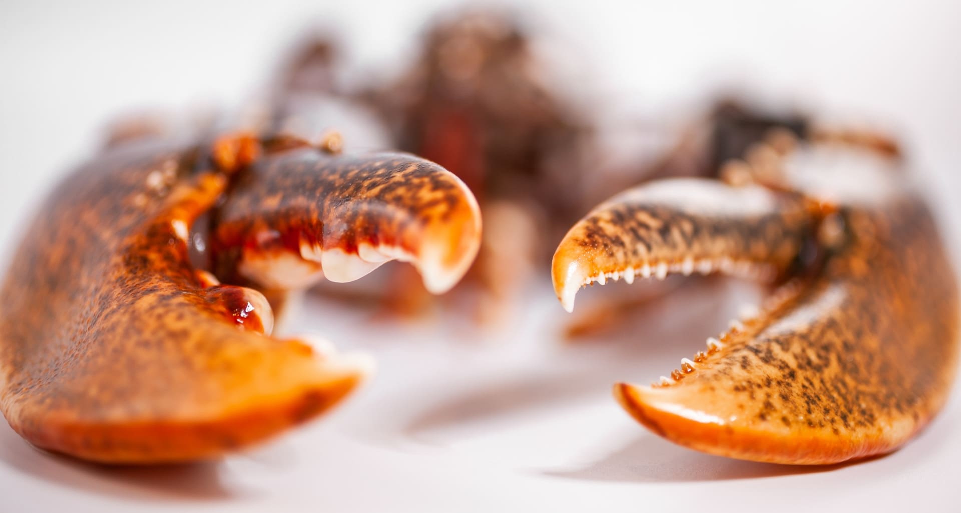 Image gourmet de Maison Branche illustrant l’univers traiteur événementiel haut de gamme