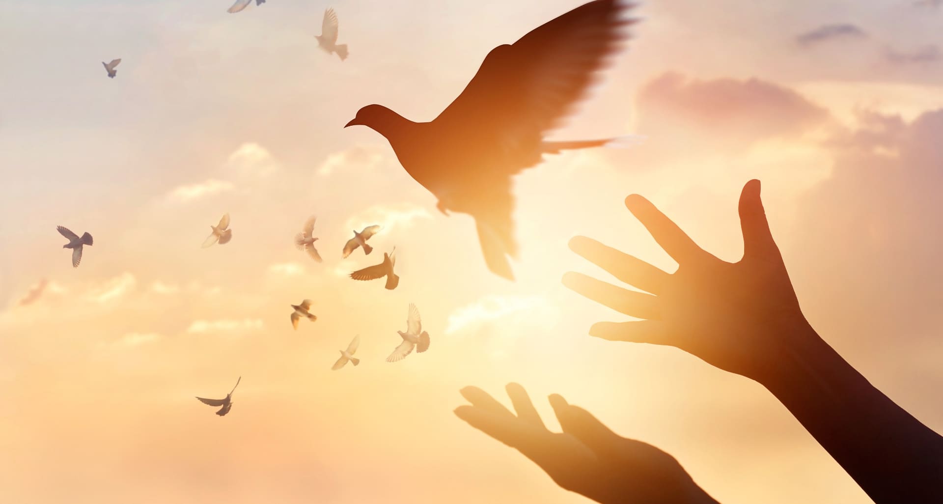 La colombe et le symbole de paix qui est venu inspirer la nouvelle identité visuelle des Sœurs Oblates de Saint-François de Sales