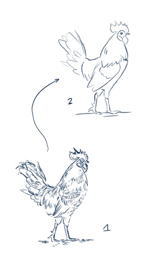 Évolution d’un croquis de coq stylisé vers un tracé simplifié, illustration du travail de recherche graphique