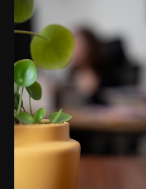 Vue d'une plante dans le bureau de la directrice marketing du Studio Ikadia